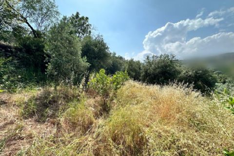 KARİZMA'DAN YENİŞEHİR EMİRLER KÖYÜN'DE 3840 M2 ZEYTİNLİK BAHÇE